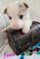 Pearl of the True Gem litter, a female Pembroke Welsh Corgi for sale in Bushnell, FL – Photo 2 of 4