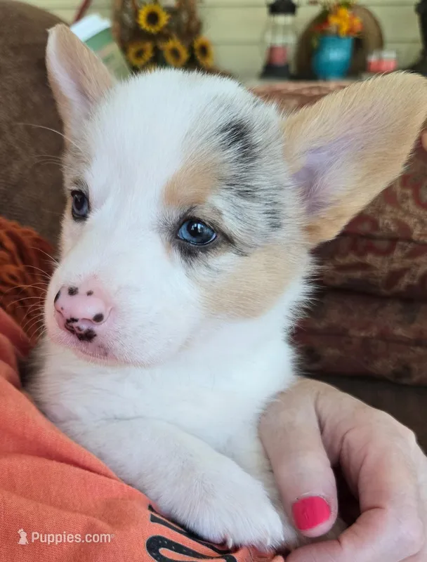 Pearl of the True Gem litter – Pembroke Welsh Corgi puppy for sale in Bushnell, FL
