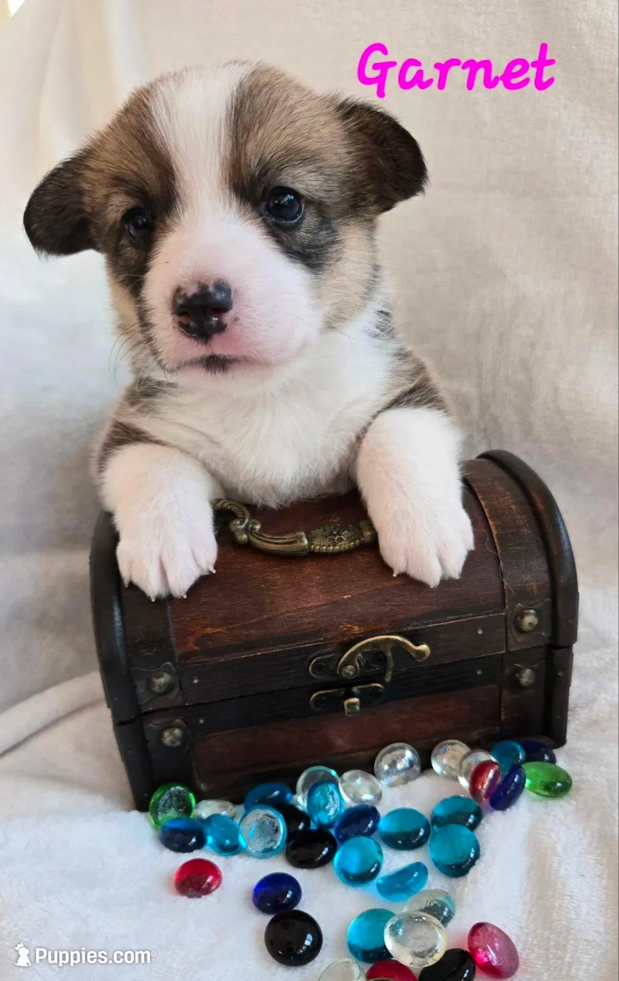 Garnet is in The True Gem litter – Pembroke Welsh Corgi puppy for sale in Bushnell, FL