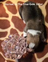 Garnet is in The True Gem litter, a female Pembroke Welsh Corgi for sale in Bushnell, FL – Photo 2 of 2