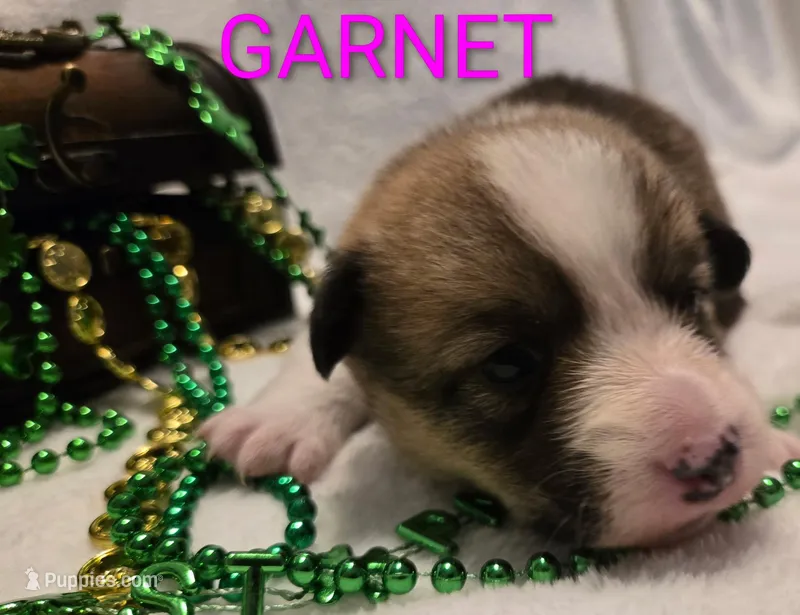 Garnet is in The True Gem litter – Pembroke Welsh Corgi puppy for sale in Bushnell, FL