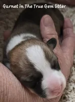 Garnet is in The True Gem litter, a female Pembroke Welsh Corgi for sale in Bushnell, FL – Photo 1 of 2