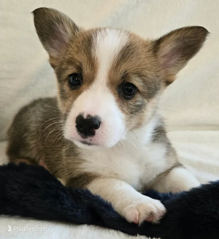 Garnet is in The True Gem litter – Pembroke Welsh Corgi puppy for sale in Bushnell, FL