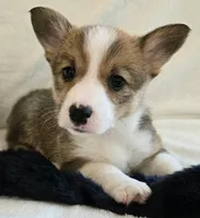 Garnet is in The True Gem litter, a female Pembroke Welsh Corgi for sale in Bushnell, FL – Photo 1 of 3