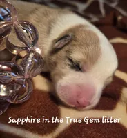 Sapphire in the True Gem litter, a female Pembroke Welsh Corgi for sale in Bushnell, FL – Photo 2 of 2