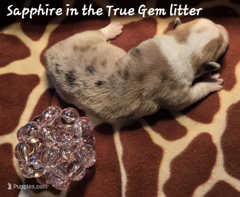 Sapphire in the True Gem litter, a female Pembroke Welsh Corgi for sale in Bushnell, FL – Photo 1 of 2