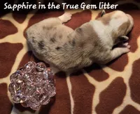 Sapphire in the True Gem litter, a female Pembroke Welsh Corgi for sale in Bushnell, FL – Photo 1 of 2