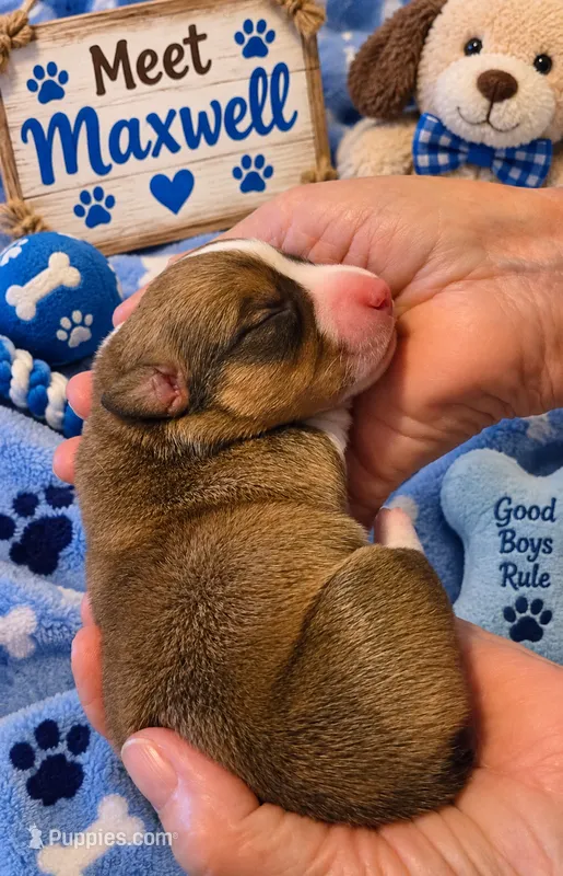 "MAXWELL" From The Coffee Cafe – Pembroke Welsh Corgi puppy for sale in Bushnell, FL