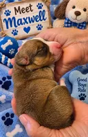 "MAXWELL" From The Coffee Cafe, a male Pembroke Welsh Corgi for sale in Bushnell, FL – 1 of 1