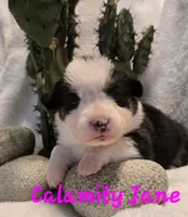 Calamity Jane/ Wild West litter, a female Pembroke Welsh Corgi for sale in Bushnell, FL – Photo 3 of 4