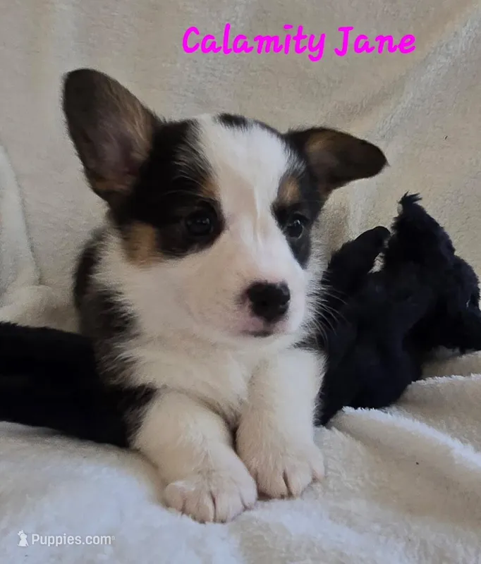 Calamity Jane/ Wild West litter – Pembroke Welsh Corgi puppy for sale in Bushnell, FL