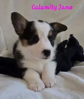 Calamity Jane/ Wild West litter, a female Pembroke Welsh Corgi for sale in Bushnell, FL – Photo 1 of 6