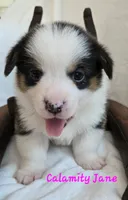 Calamity Jane/ Wild West litter, a female Pembroke Welsh Corgi for sale in Bushnell, FL – Photo 4 of 4