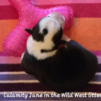 Calamity Jane/ Wild West litter, a female Pembroke Welsh Corgi for sale in Bushnell, FL – Photo 2 of 4