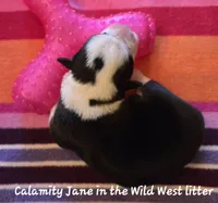 Calamity Jane/ Wild West litter, a female Pembroke Welsh Corgi for sale in Bushnell, FL – Photo 2 of 2