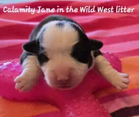 Calamity Jane/ Wild West litter, a female Pembroke Welsh Corgi for sale in Bushnell, FL – Photo 1 of 2