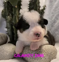 Calamity Jane/ Wild West litter, a female Pembroke Welsh Corgi for sale in Bushnell, FL – Photo 1 of 4