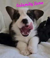 Calamity Jane/ Wild West litter, a female Pembroke Welsh Corgi for sale in Bushnell, FL – Photo 2 of 6