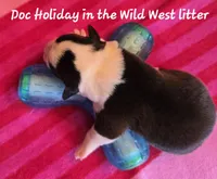 Doc Holiday/ Wild West litter , a male Pembroke Welsh Corgi for sale in Bushnell, FL – Photo 2 of 2