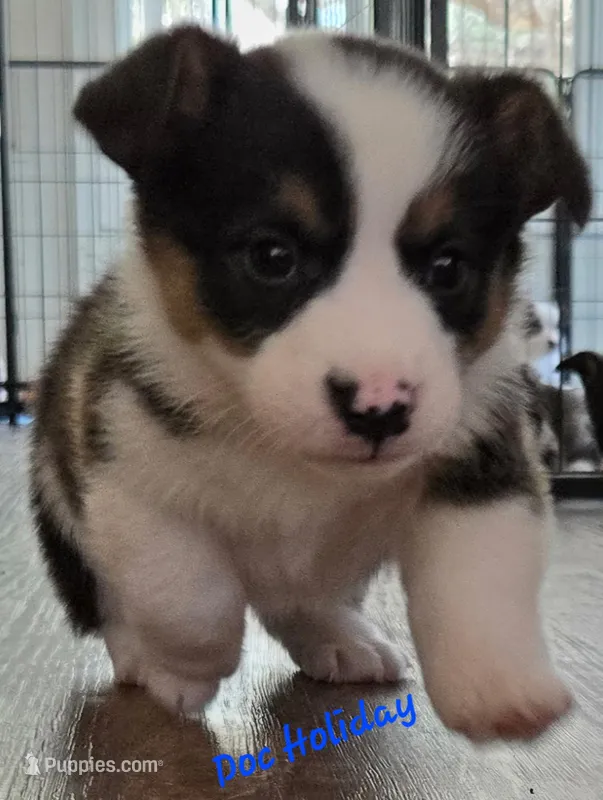 Doc Holiday/ Wild West litter  – Pembroke Welsh Corgi puppy for sale in Bushnell, FL