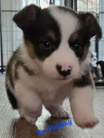 Doc Holiday/ Wild West litter , a male Pembroke Welsh Corgi for sale in Bushnell, FL – Photo 1 of 3