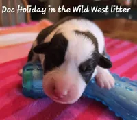 Doc Holiday/ Wild West litter , a male Pembroke Welsh Corgi for sale in Bushnell, FL – Photo 1 of 2