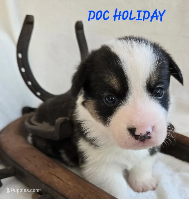 Doc Holiday/ Wild West litter  – Pembroke Welsh Corgi puppy for sale in Bushnell, FL