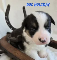 Doc Holiday/ Wild West litter , a male Pembroke Welsh Corgi for sale in Bushnell, FL – Photo 2 of 3