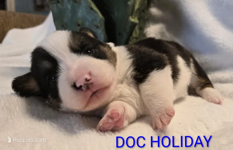 Doc Holiday/ Wild West litter  – Pembroke Welsh Corgi puppy for sale in Bushnell, FL