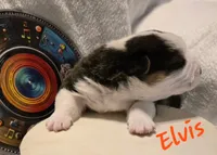 Elvis The Music Legends, a male Pembroke Welsh Corgi for sale in Bushnell, FL – 7 of 8