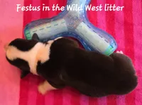 Festus/ Wild West litter , a male Pembroke Welsh Corgi for sale in Bushnell, FL – Photo 2 of 2