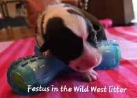 Festus/ Wild West litter , a male Pembroke Welsh Corgi for sale in Bushnell, FL – Photo 1 of 2