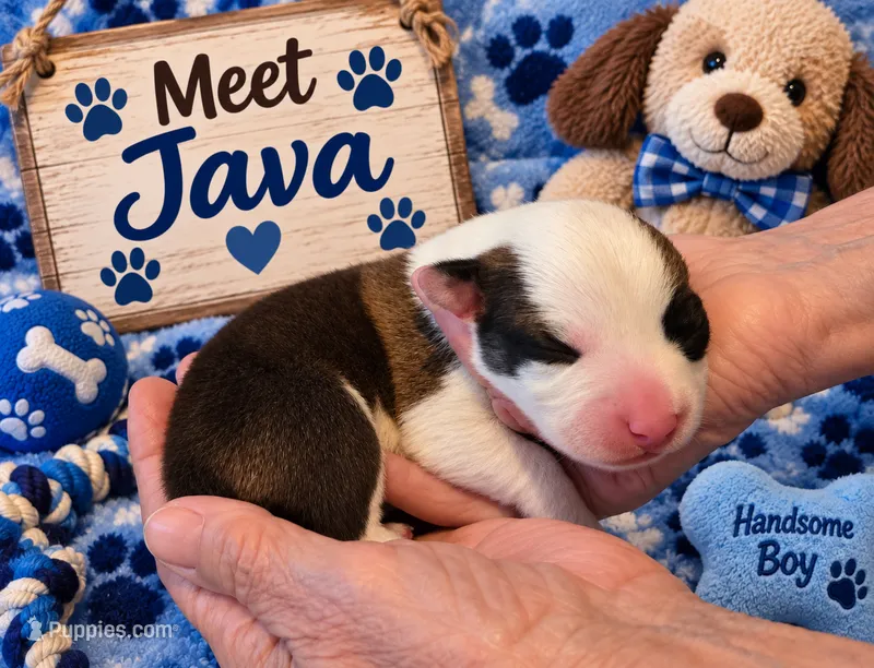 "JAVA" From The Coffee Cafe – Pembroke Welsh Corgi puppy for sale in Bushnell, FL