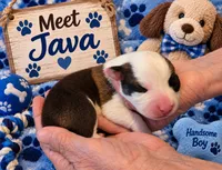 "JAVA" From The Coffee Cafe, a male Pembroke Welsh Corgi for sale in Bushnell, FL – 1 of 1