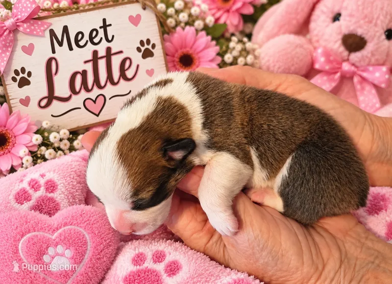 "LATTE" From The Coffee Cafe – Pembroke Welsh Corgi puppy for sale in Bushnell, FL