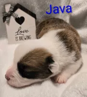 "JAVA" From The Coffee Cafe, a male Pembroke Welsh Corgi for sale in Bushnell, FL – 5 of 6