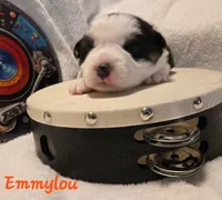 Elvis The Music Legends, a male Pembroke Welsh Corgi for sale in Bushnell, FL – 4 of 8