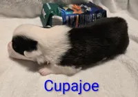 "CUPAJOE" From The Coffee Cafe, a male Pembroke Welsh Corgi for sale in Bushnell, FL – 4 of 5