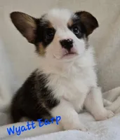 Wyatt Earp/ Wild West litter, a male Pembroke Welsh Corgi for sale in Bushnell, FL – Photo 1 of 3