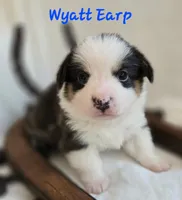 Wyatt Earp/ Wild West litter, a male Pembroke Welsh Corgi for sale in Bushnell, FL – Photo 1 of 2