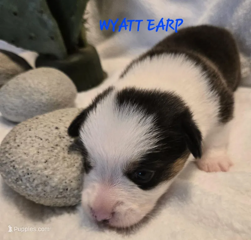 Wyatt Earp/ Wild West litter – Pembroke Welsh Corgi puppy for sale in Bushnell, FL