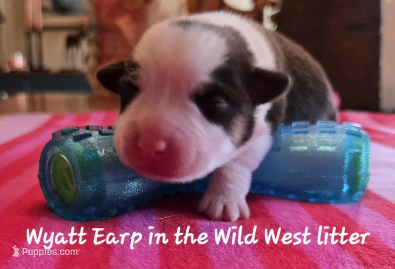 Wyatt Earp/ Wild West litter, a male Pembroke Welsh Corgi for sale in Bushnell, FL – Photo 1 of 2