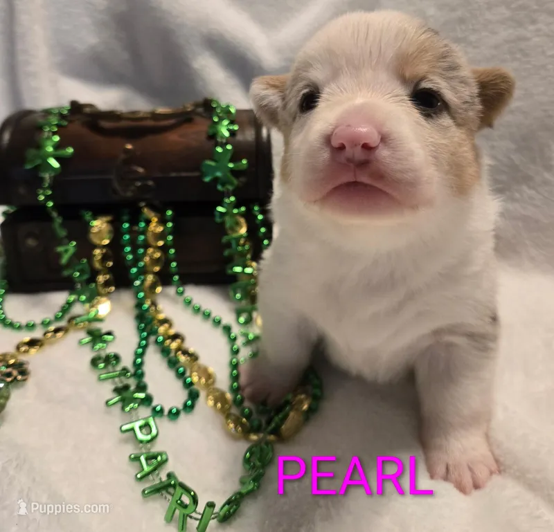 Pearl in The True Gem litter – Pembroke Welsh Corgi puppy for sale in Bushnell, FL