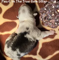 Pearl in The True Gem litter, a female Pembroke Welsh Corgi for sale in Bushnell, FL – Photo 1 of 2