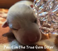 Pearl in The True Gem litter, a female Pembroke Welsh Corgi for sale in Bushnell, FL – Photo 2 of 2