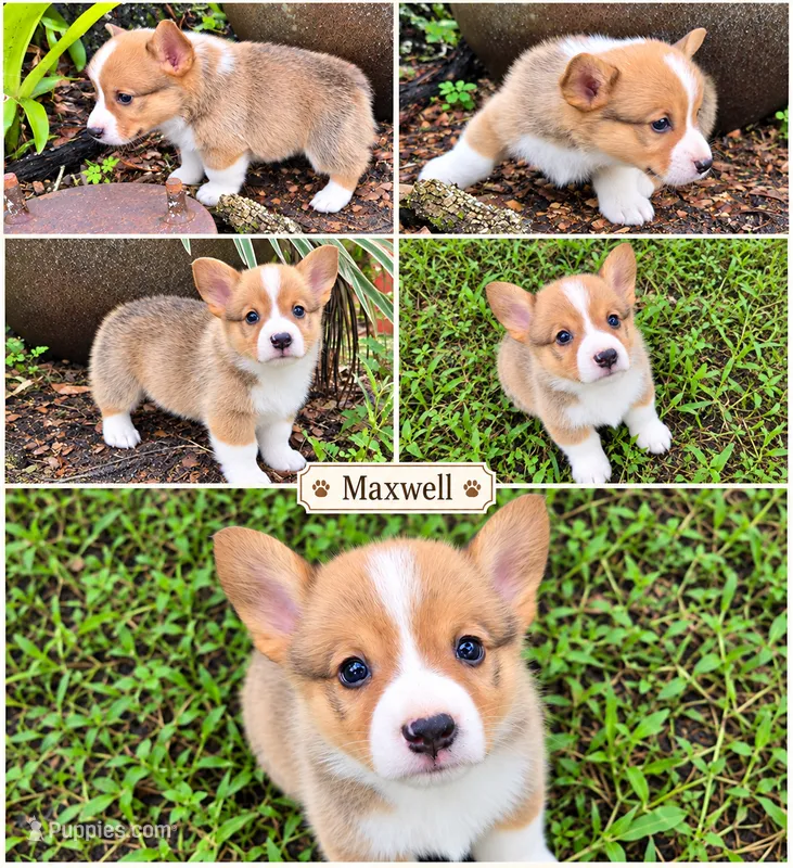 Maxwell – Pembroke Welsh Corgi puppy for sale in Bushnell, FL