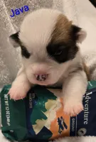 "JAVA" From The Coffee Cafe, a male Pembroke Welsh Corgi for sale in Bushnell, FL – 6 of 6