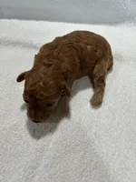 Girl  3, a female Poodle - Toy  for sale in Jonesborough, TN – 2 of 6