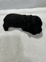Boy 1, a male Poodle - Toy  for sale in Jonesborough, TN – 4 of 5
