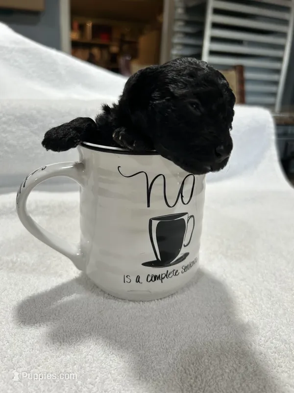 Girl 1 – Poodle - Toy  puppy for sale in Jonesborough, TN